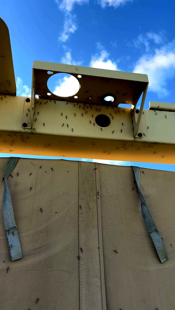 realhaylujan image ~ Altpins