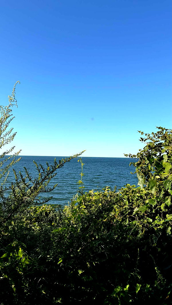 realhaylujan image ~ Altpins