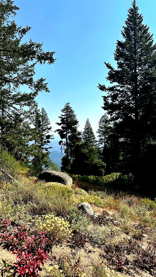 realhaylujan image ~ Altpins