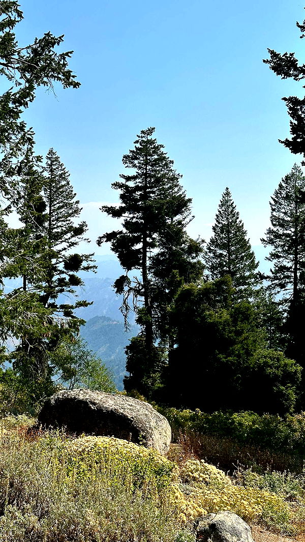 realhaylujan image ~ Altpins