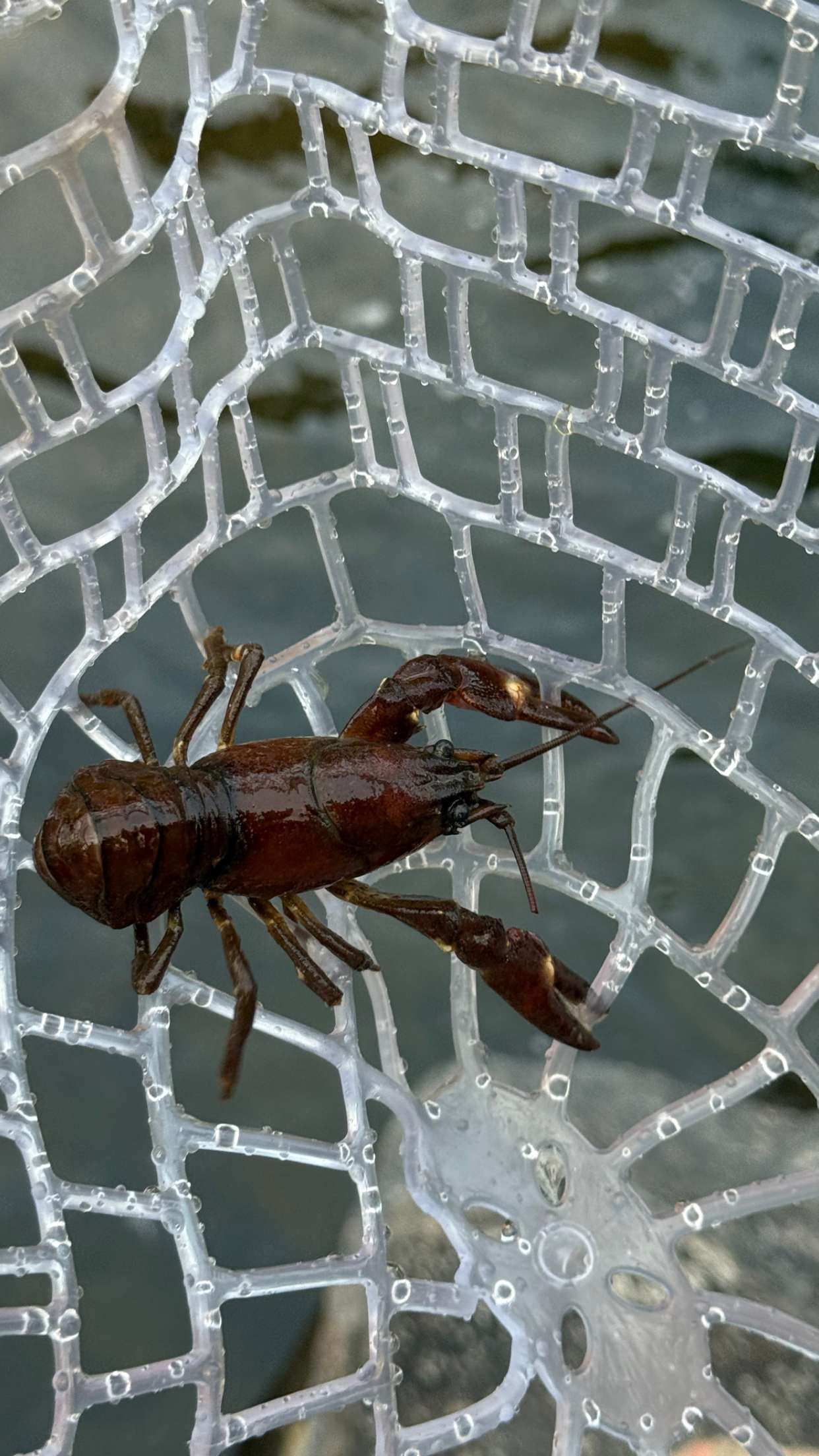 realhaylujan snapchat image archive image