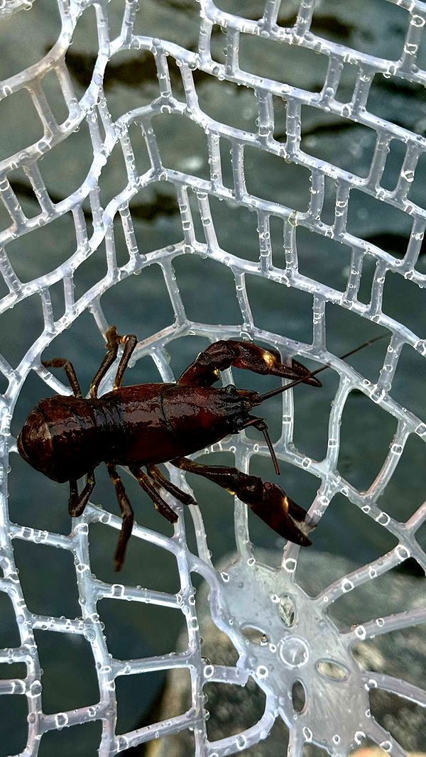 realhaylujan image ~ Altpins