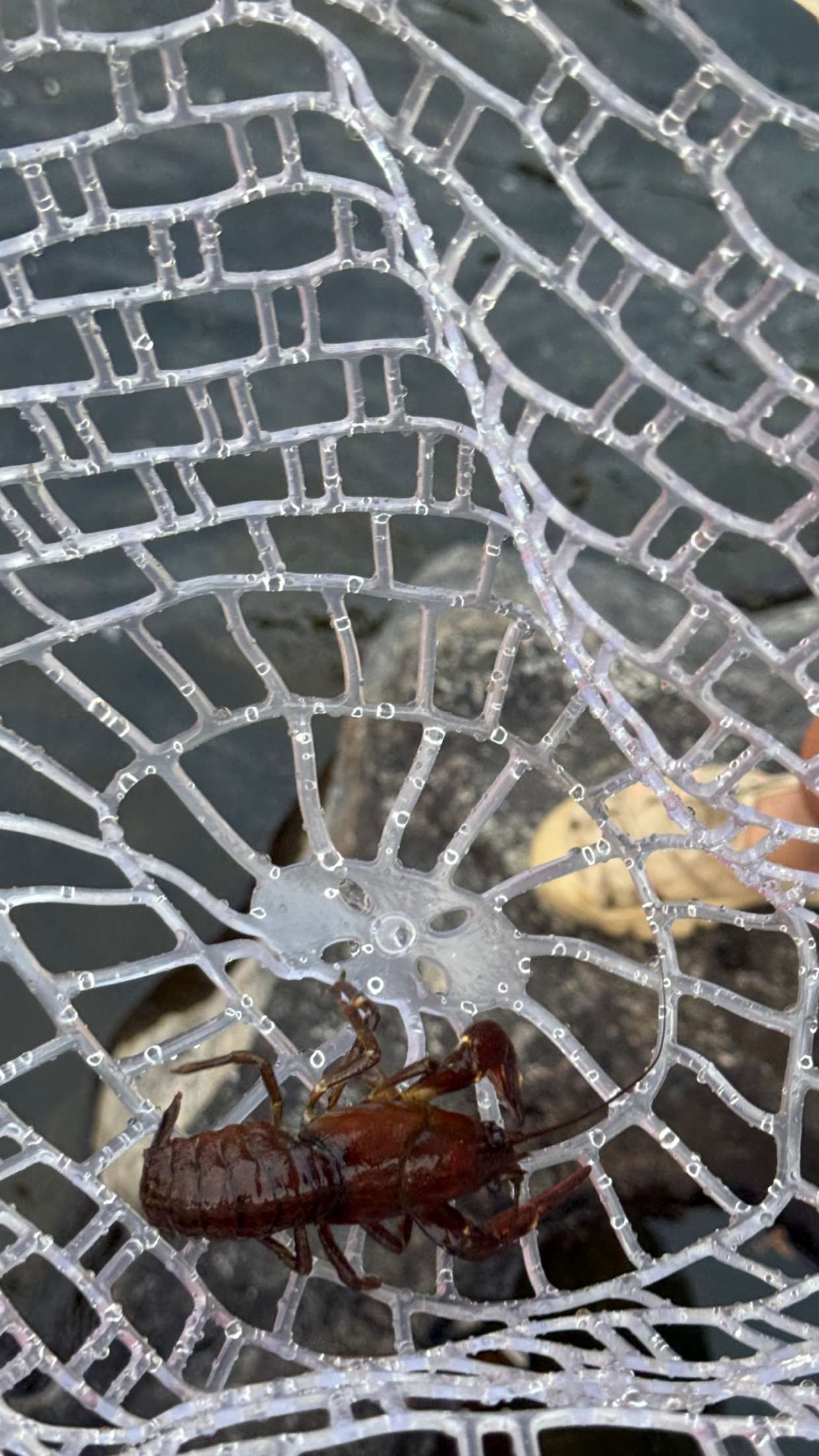 realhaylujan snapchat image archive image