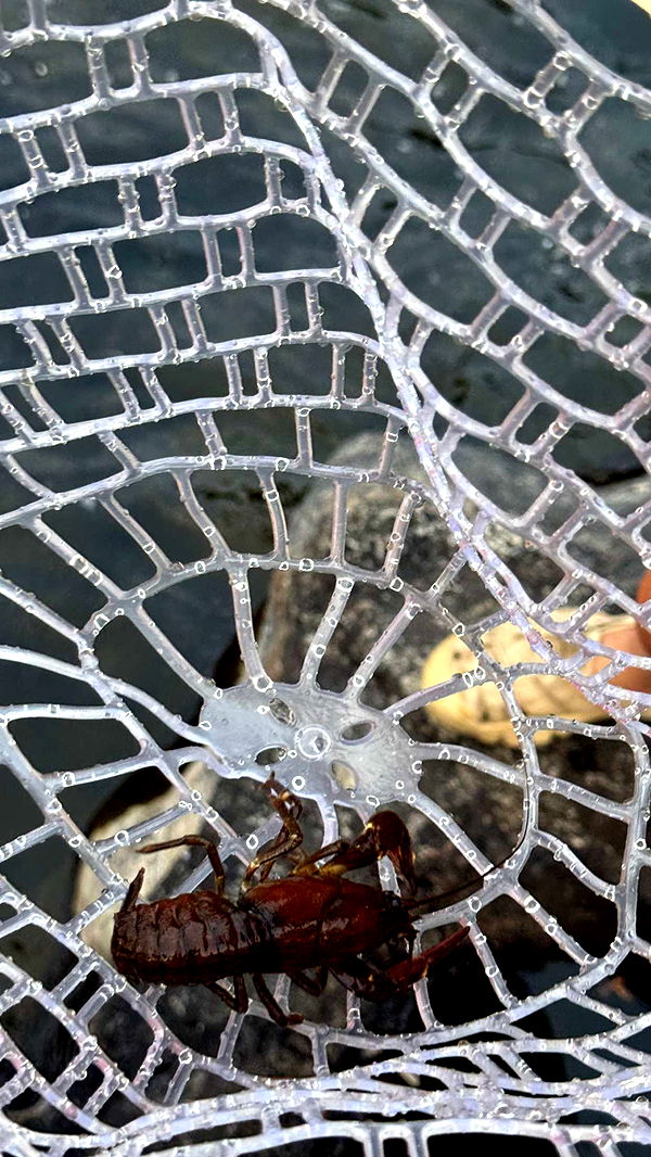 realhaylujan image ~ Altpins