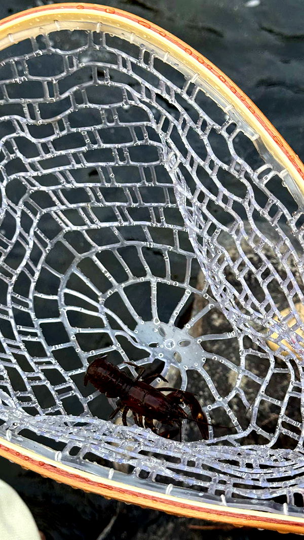 realhaylujan image ~ Altpins