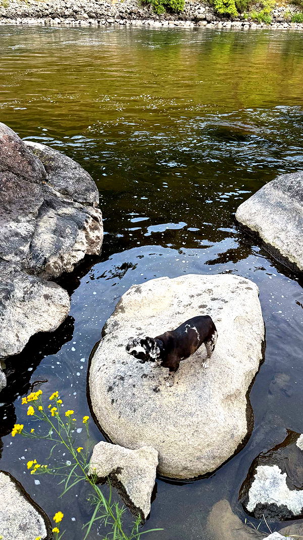 realhaylujan image ~ Altpins