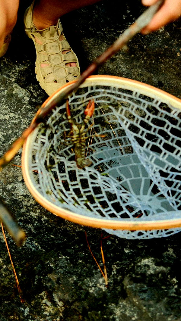 realhaylujan image ~ Altpins