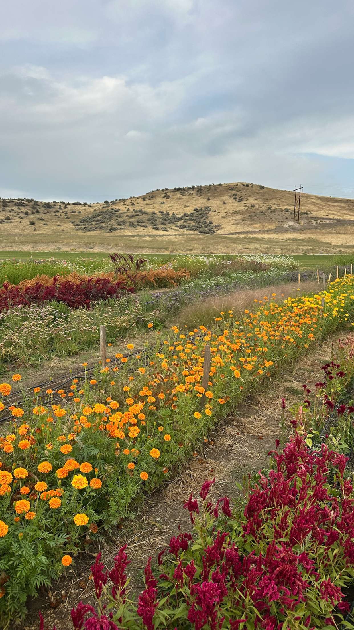 realhaylujan snapchat image archive image