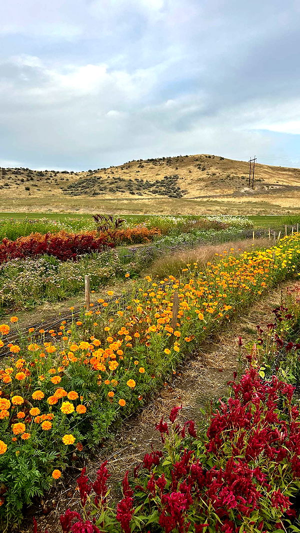 realhaylujan image ~ Altpins