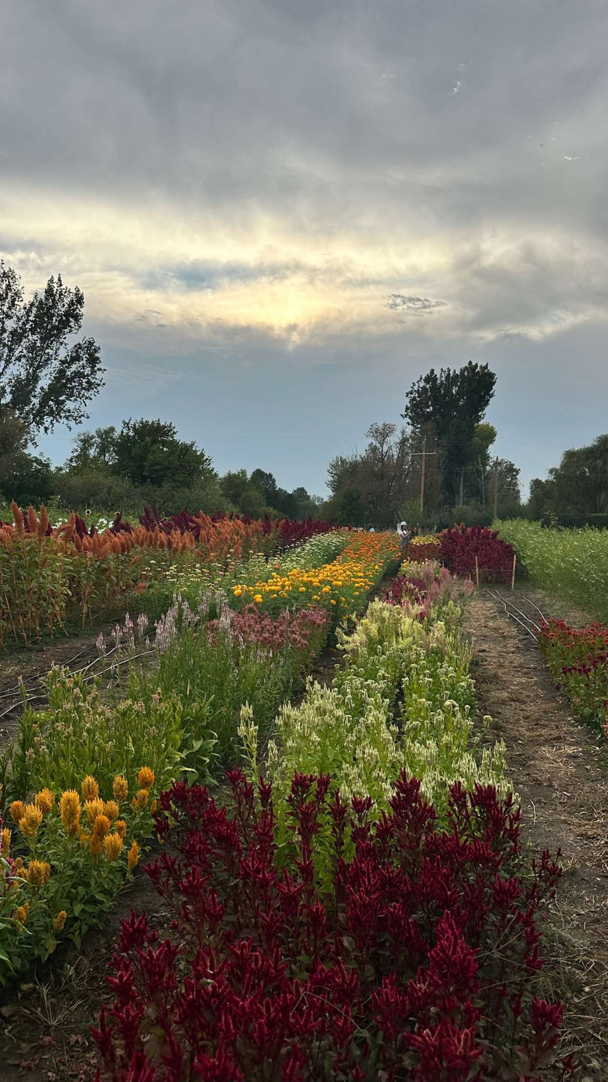 realhaylujan snapchat image archive image