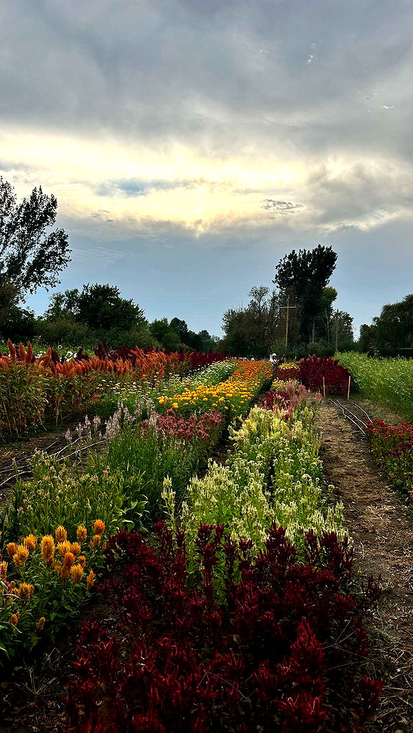 realhaylujan image ~ Altpins