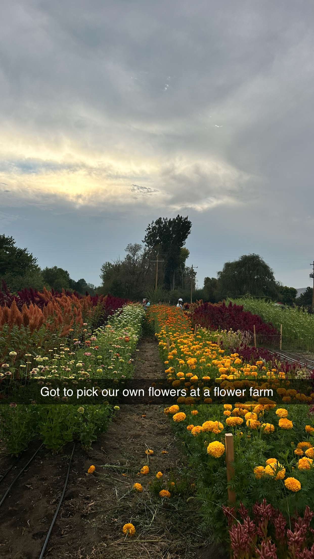 realhaylujan snapchat image archive image