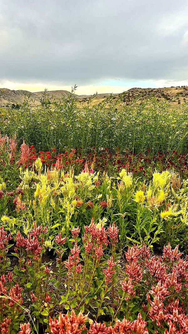 realhaylujan image ~ Altpins