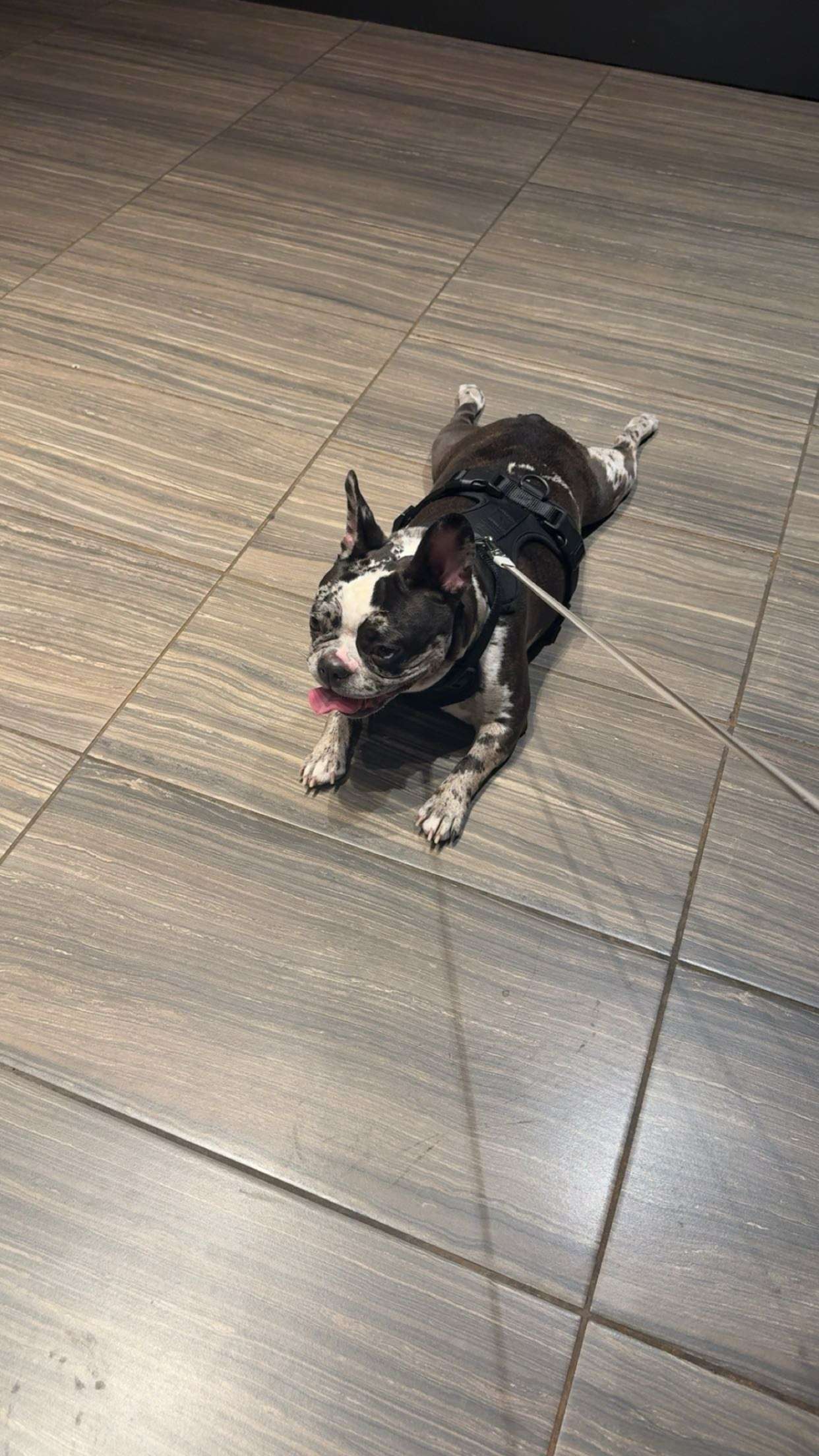 realhaylujan snapchat image archive image