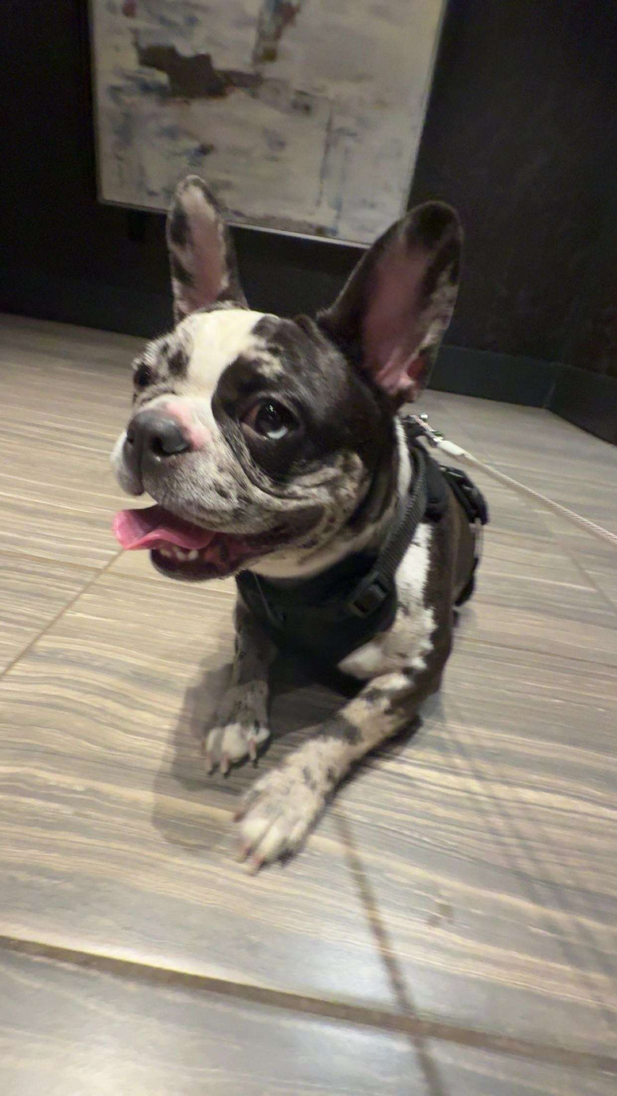 realhaylujan snapchat image archive image