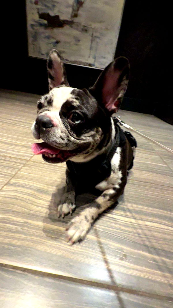 realhaylujan image ~ Altpins