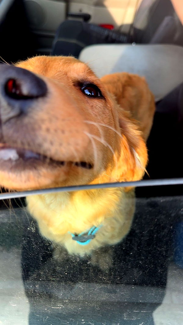 realhaylujan image ~ Altpins