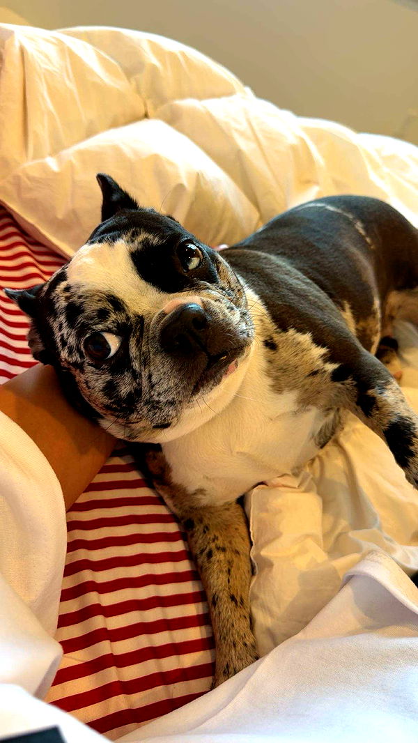 realhaylujan image ~ Altpins