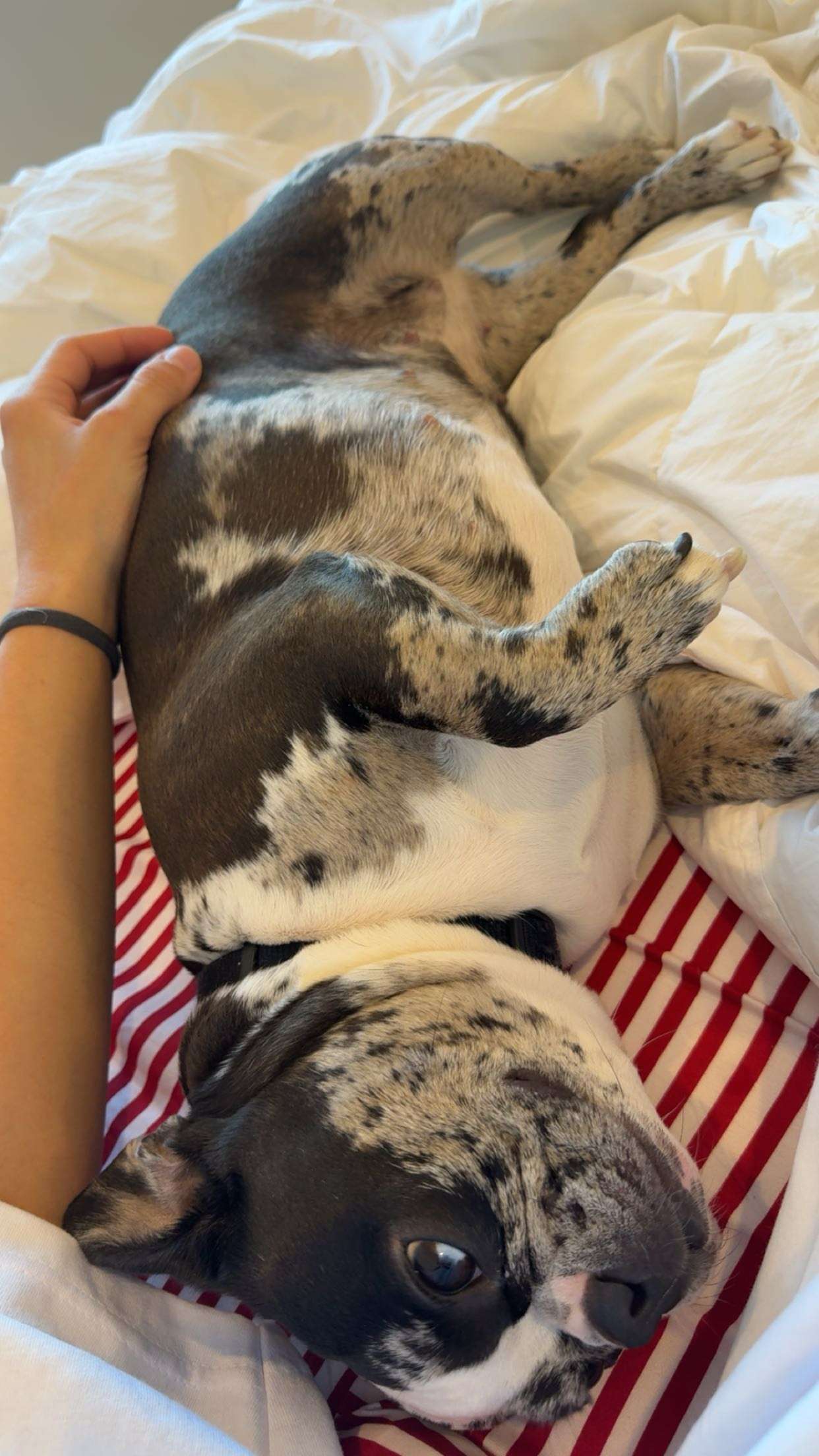 realhaylujan snapchat image archive image