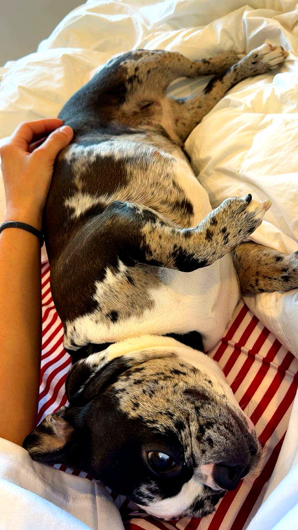 realhaylujan image ~ Altpins