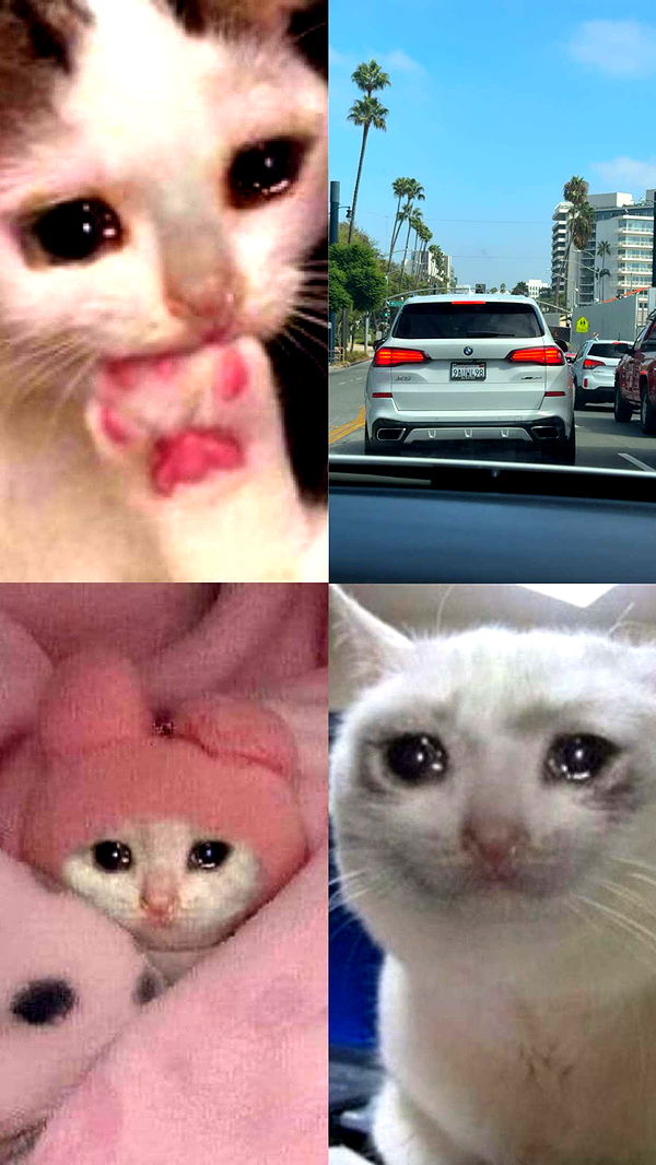 realhaylujan image ~ Altpins