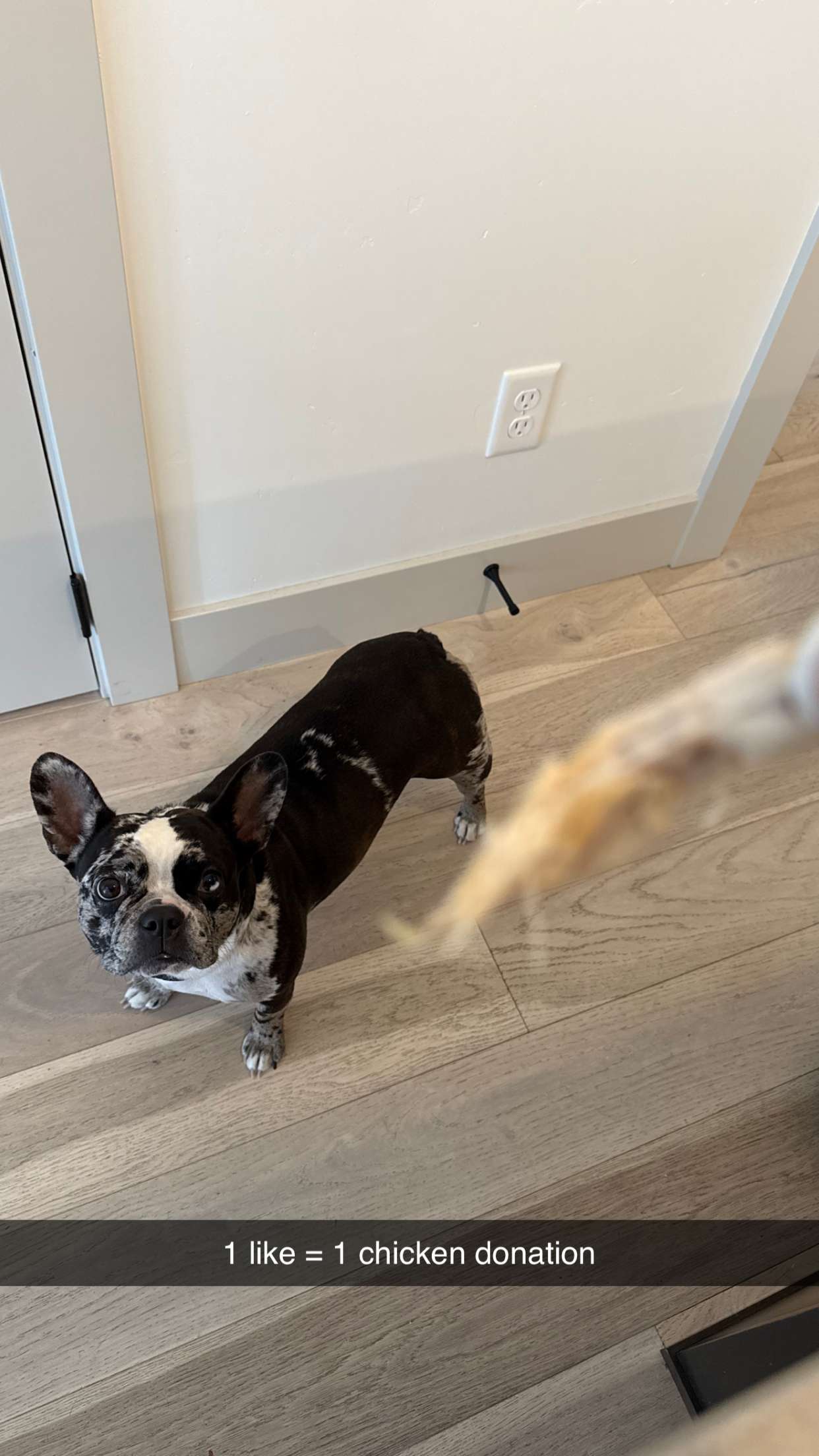 realhaylujan snapchat image archive image