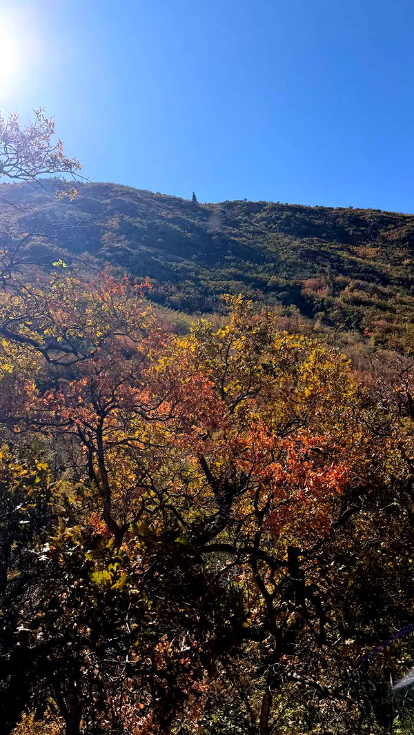 realhaylujan image ~ Altpins