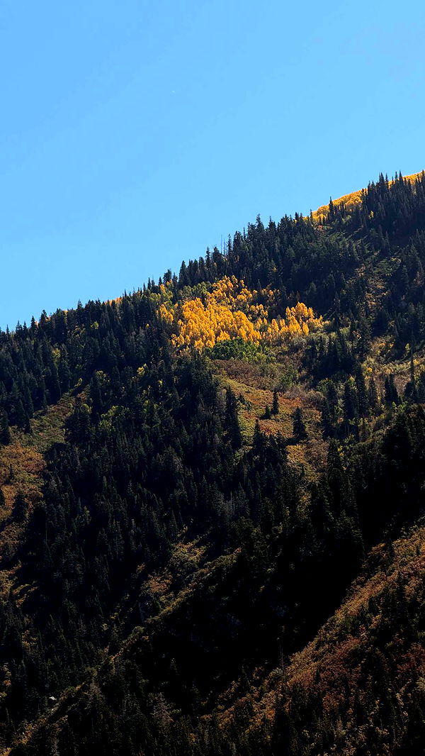 realhaylujan image ~ Altpins