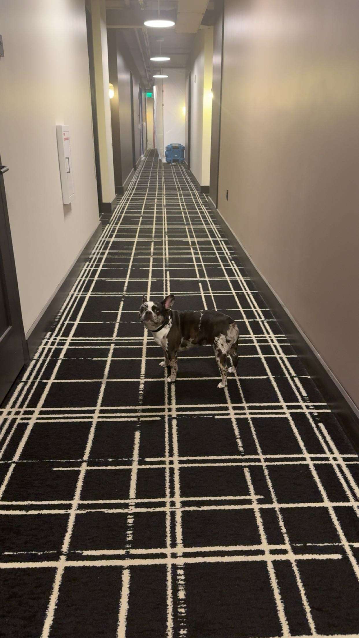 realhaylujan snapchat image archive image