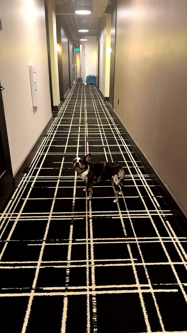 realhaylujan image ~ Altpins