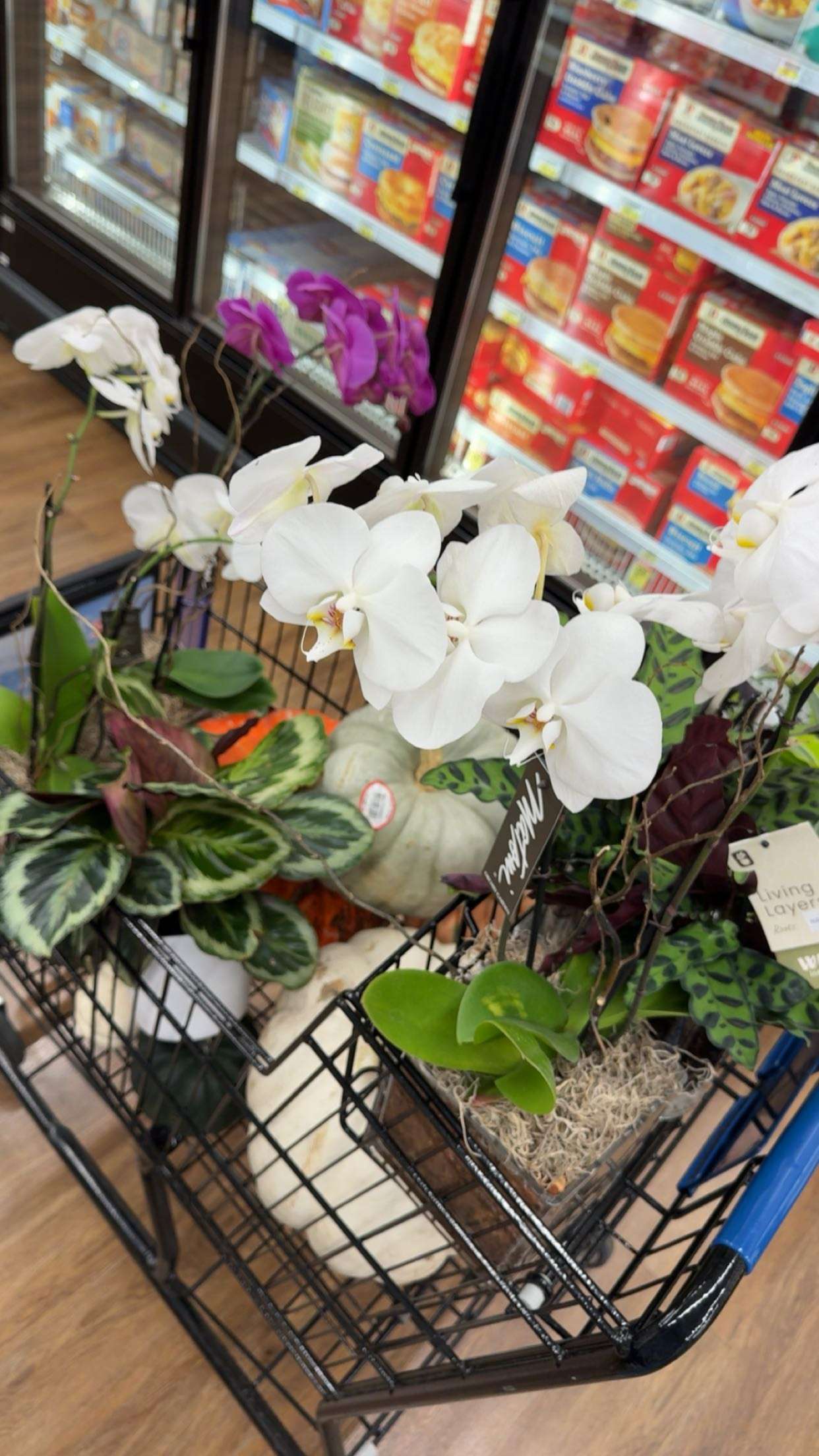 realhaylujan snapchat image archive image