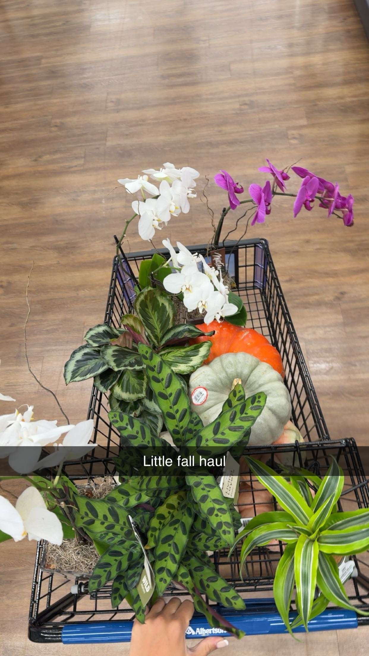 realhaylujan snapchat image archive image