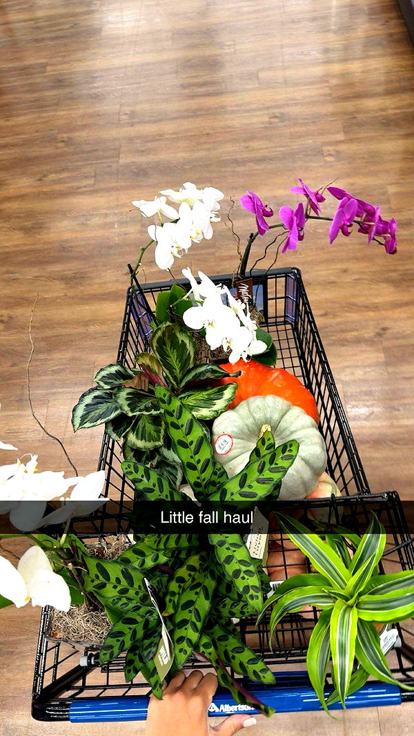 realhaylujan image ~ Altpins