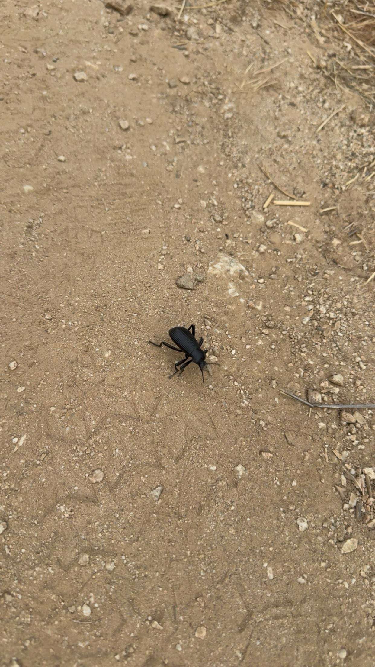 realhaylujan snapchat image archive image