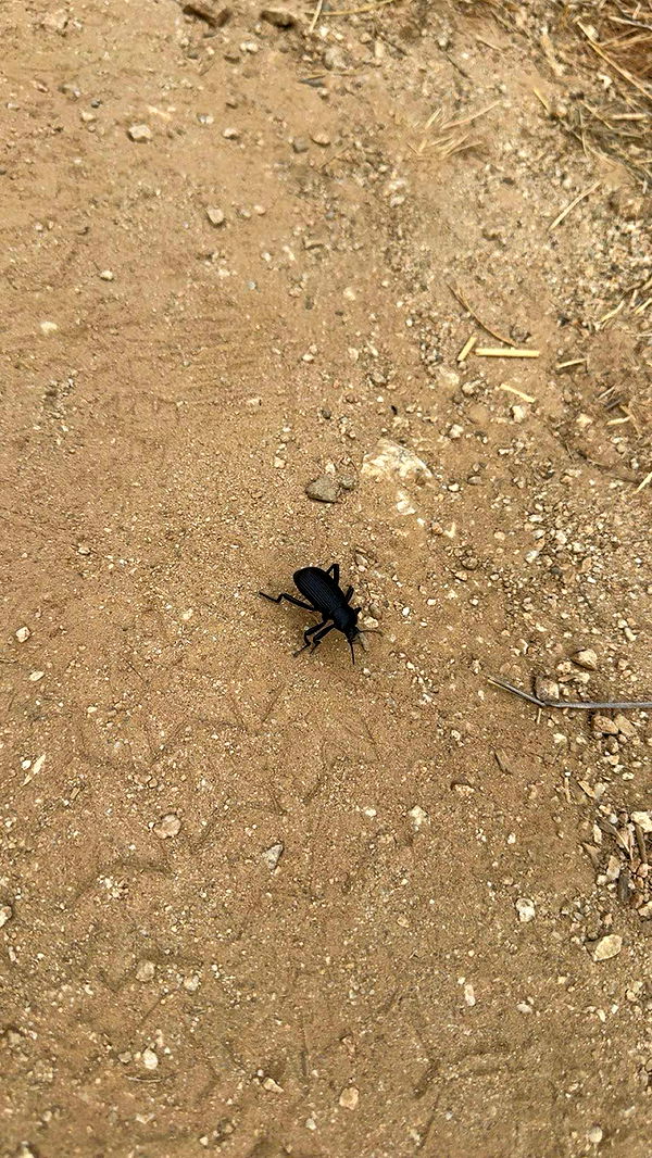 realhaylujan image ~ Altpins