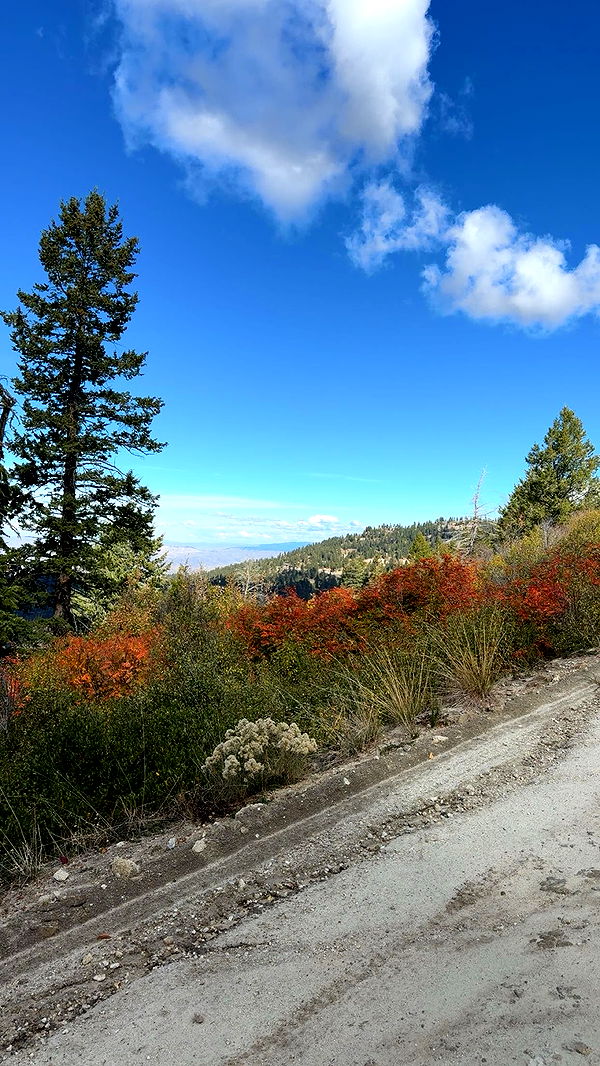 realhaylujan image ~ Altpins