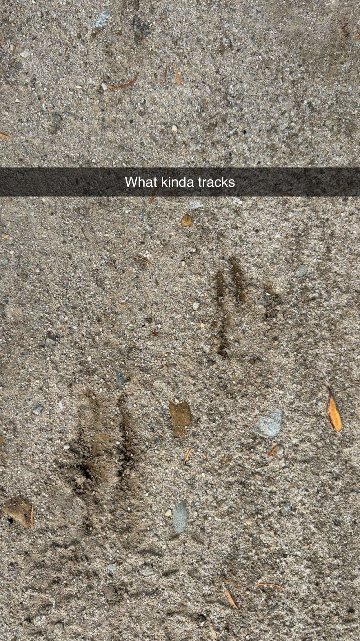 realhaylujan snapchat image archive image