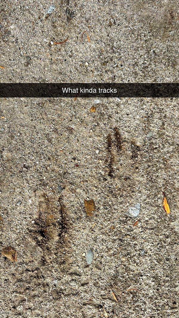 realhaylujan image ~ Altpins