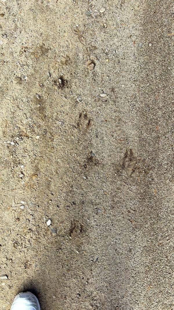 realhaylujan image ~ Altpins