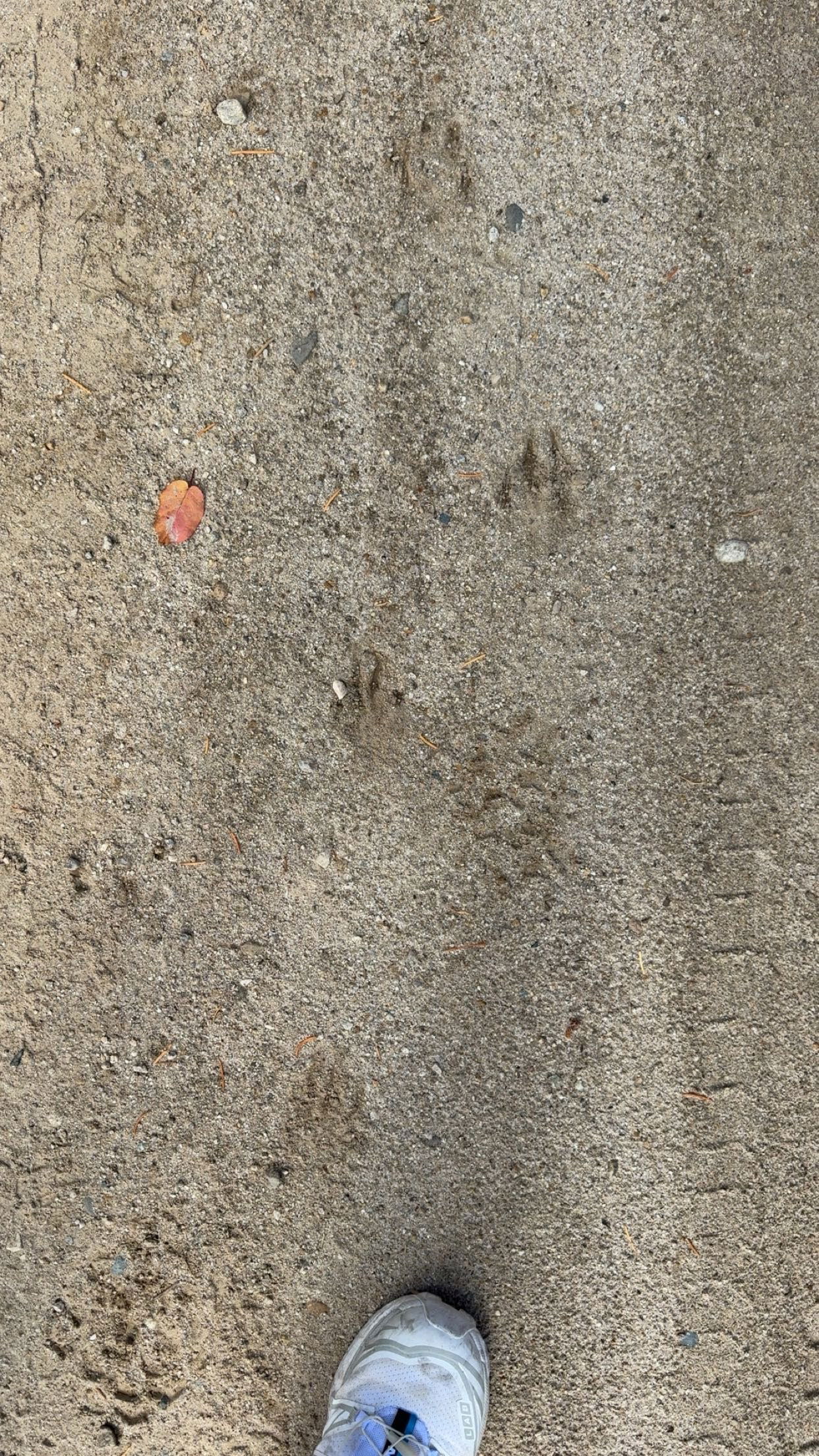 realhaylujan snapchat image archive image