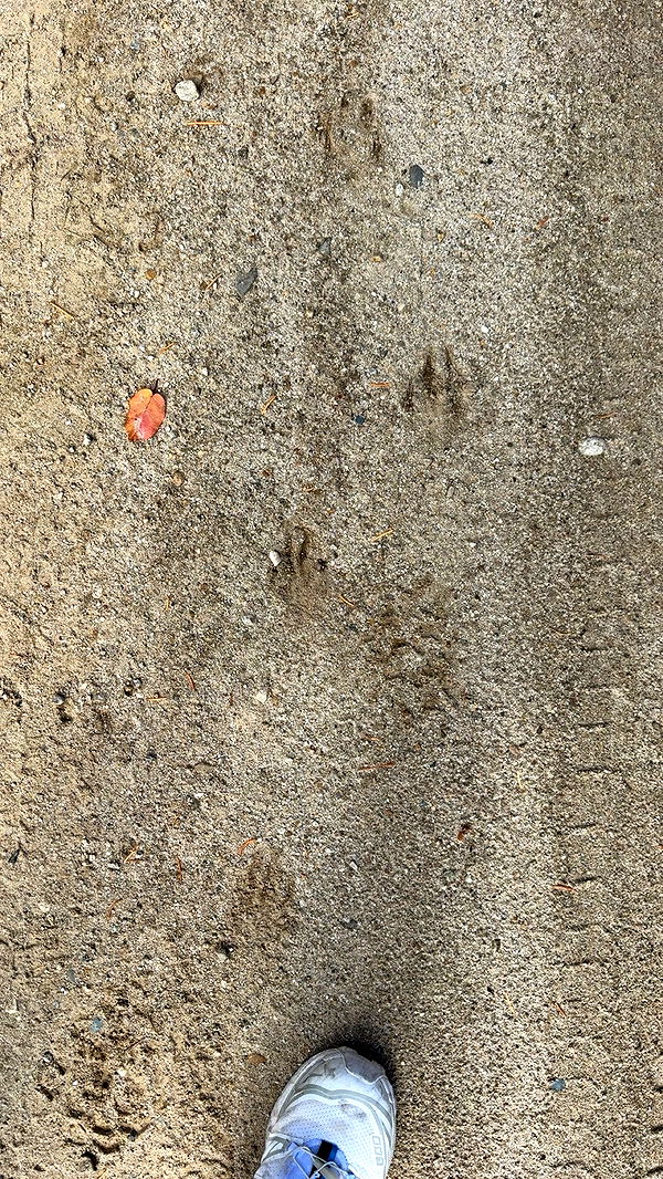 realhaylujan image ~ Altpins