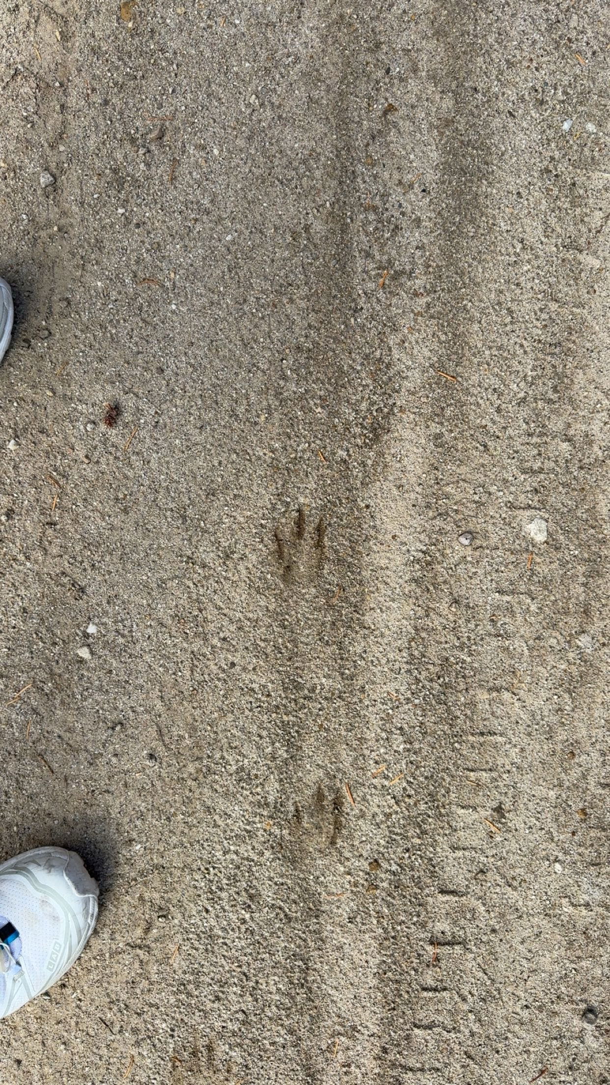 realhaylujan snapchat image archive image