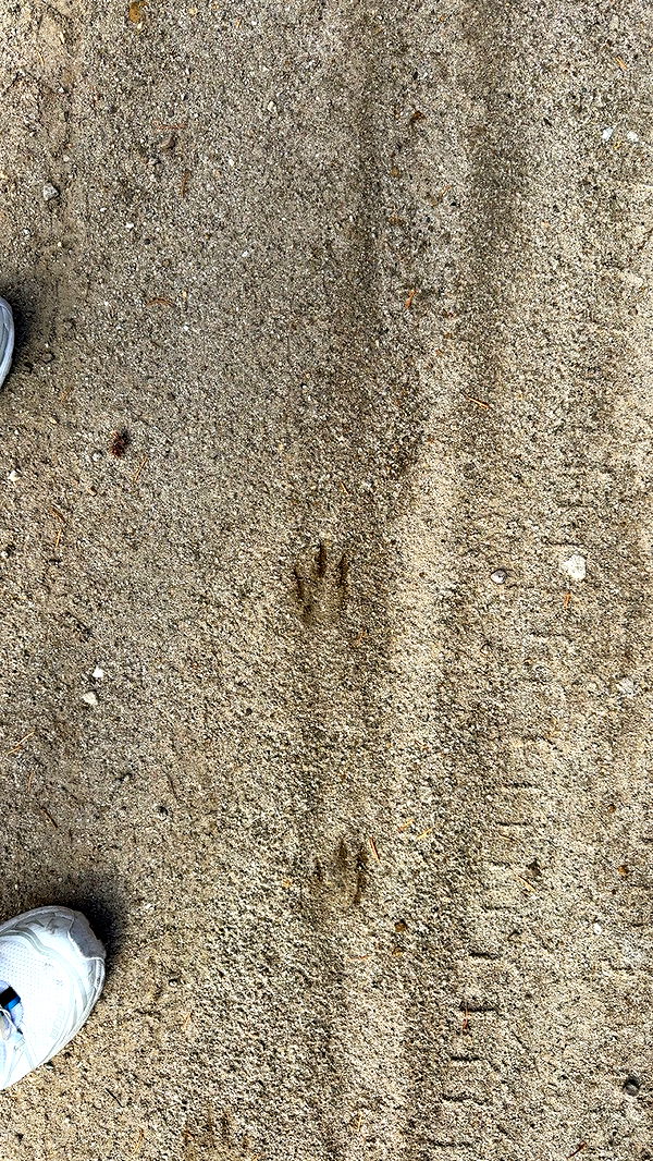 realhaylujan image ~ Altpins