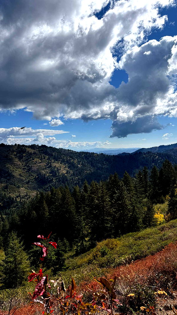 realhaylujan image ~ Altpins