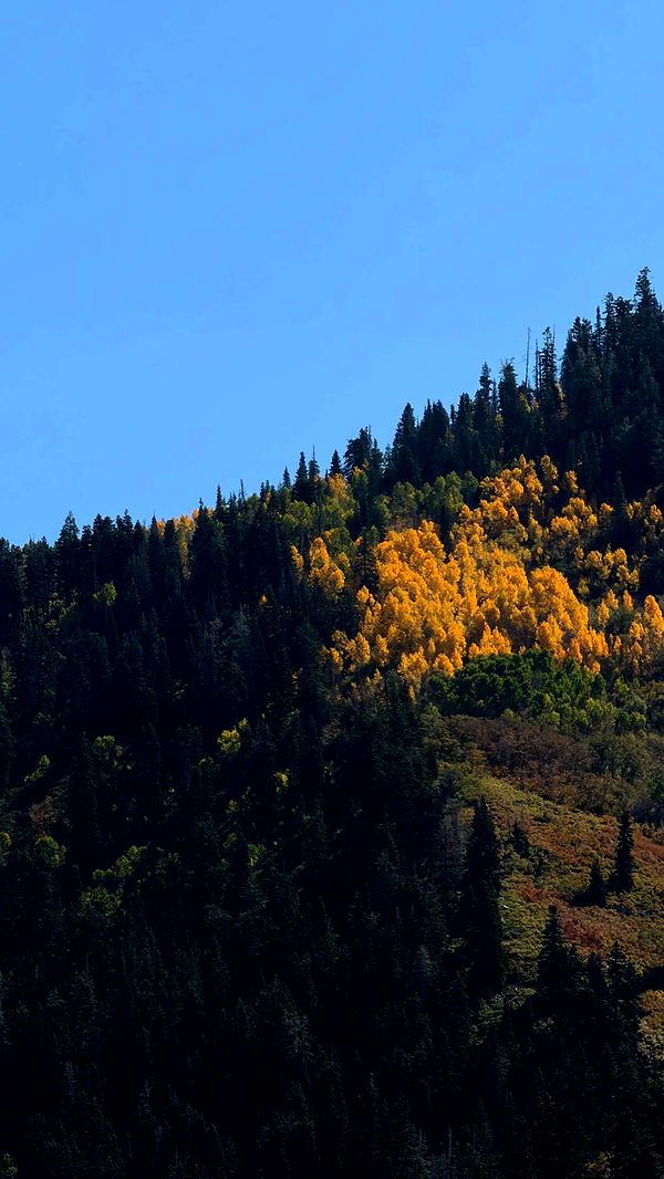 realhaylujan image ~ Altpins