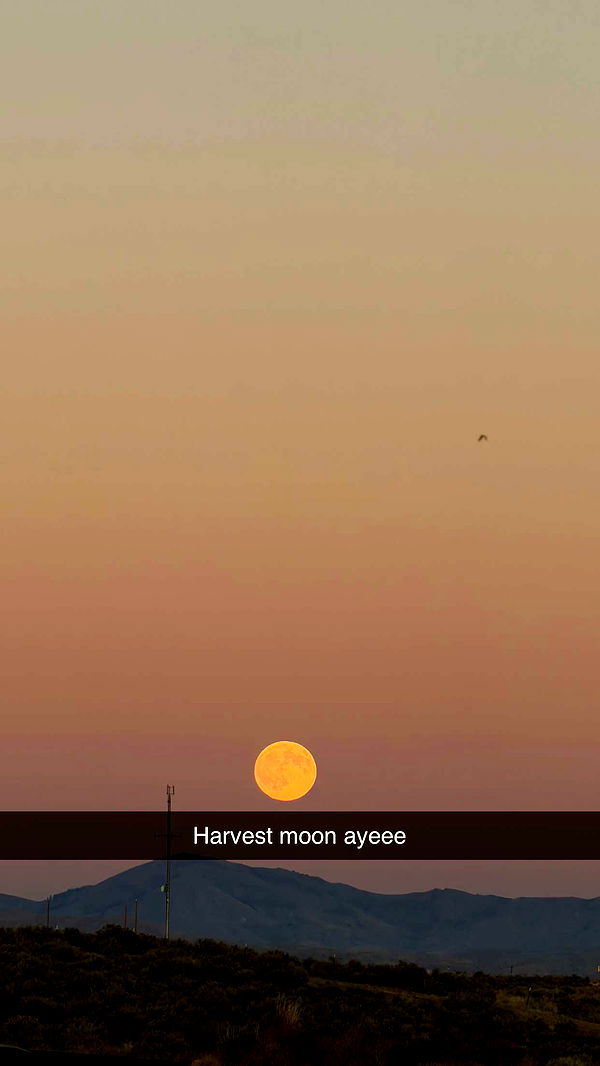 realhaylujan image ~ Altpins