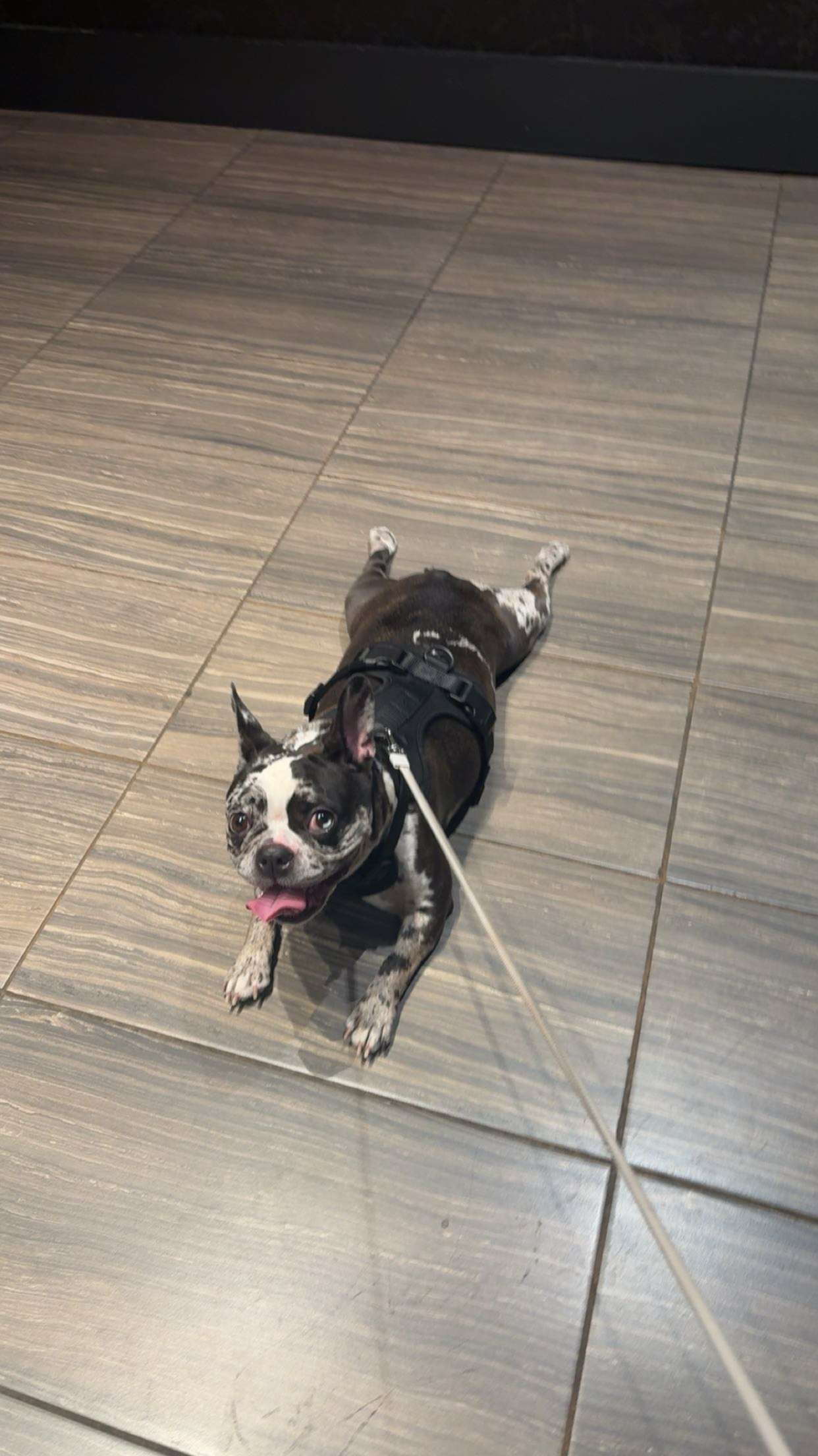 realhaylujan snapchat image archive image