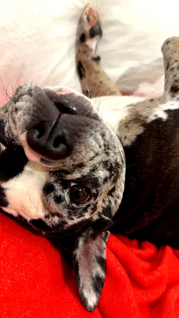 realhaylujan image ~ Altpins