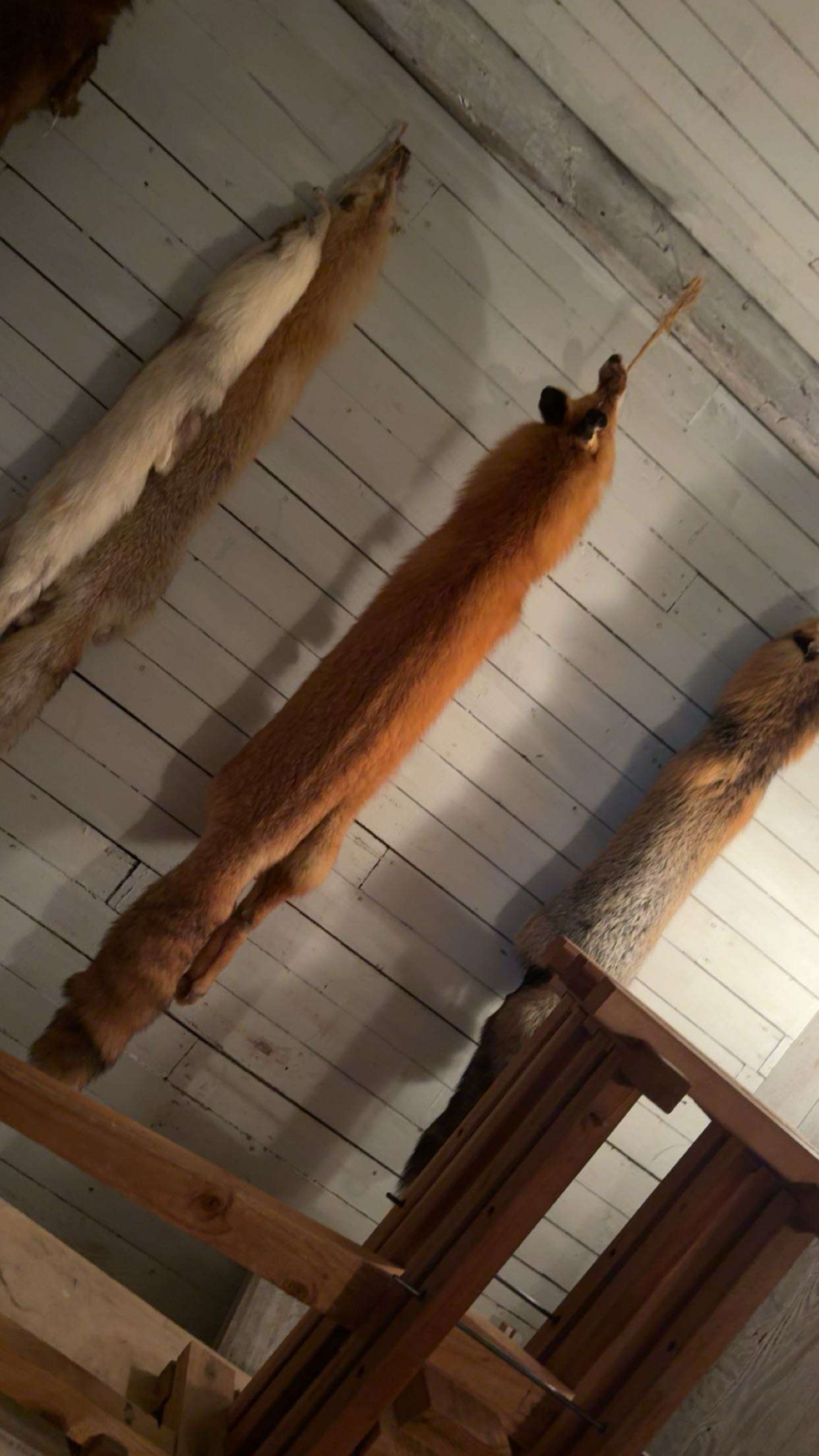 realhaylujan snapchat image archive image