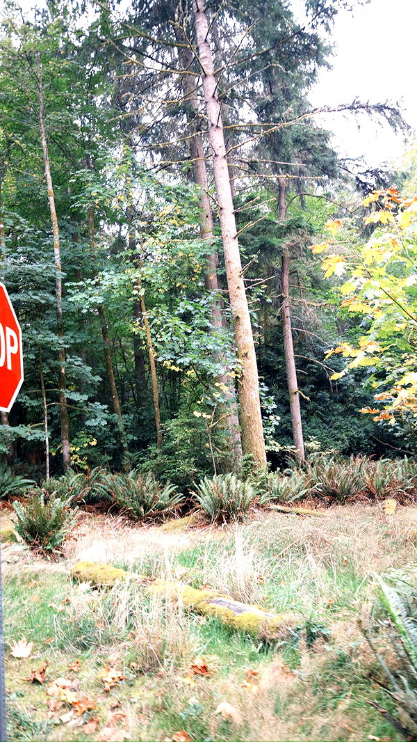 realhaylujan image ~ Altpins